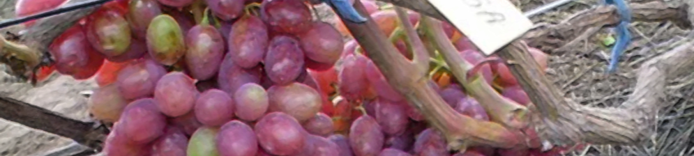 Сорт винограда «румба»