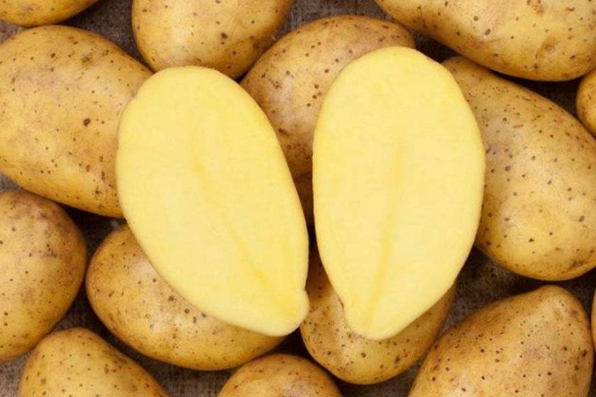 Описание и характеристики сорта картофель айл оф джура