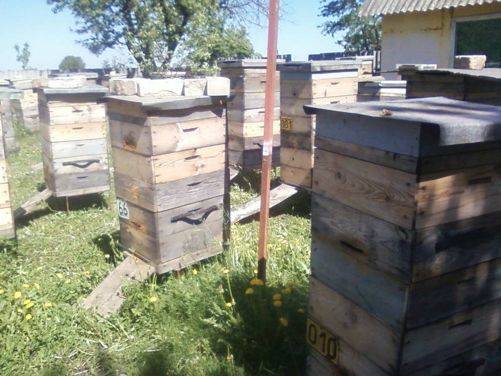 Как пчелы делают мед? описание, фото и видео