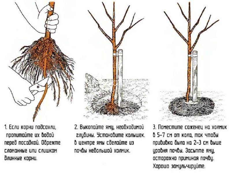 Особенности посадки вишни осенью