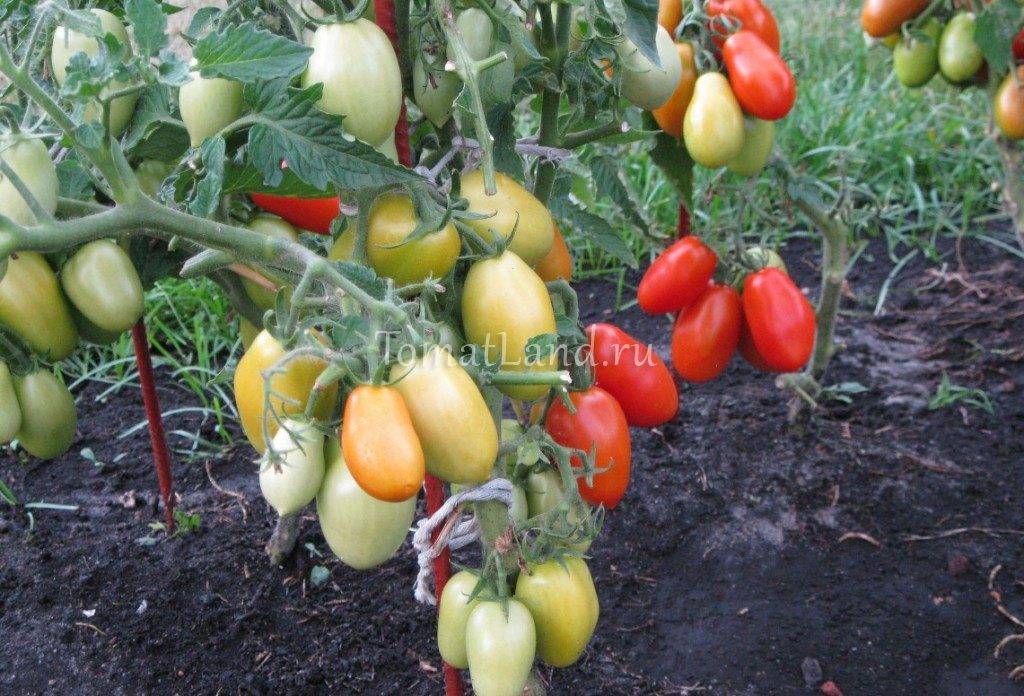 Томат "челнок": характеристика, описание, урожайность сорта, фото и видео, особенности выращивания помидор