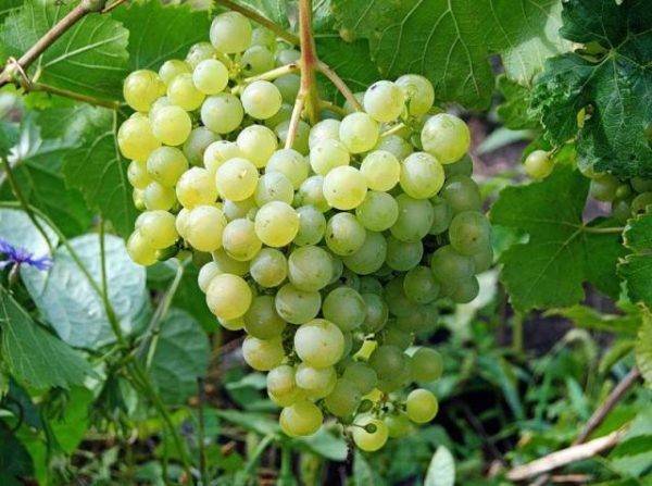 Сорт винограда Фрумоаса Албэ: отзывы и описание