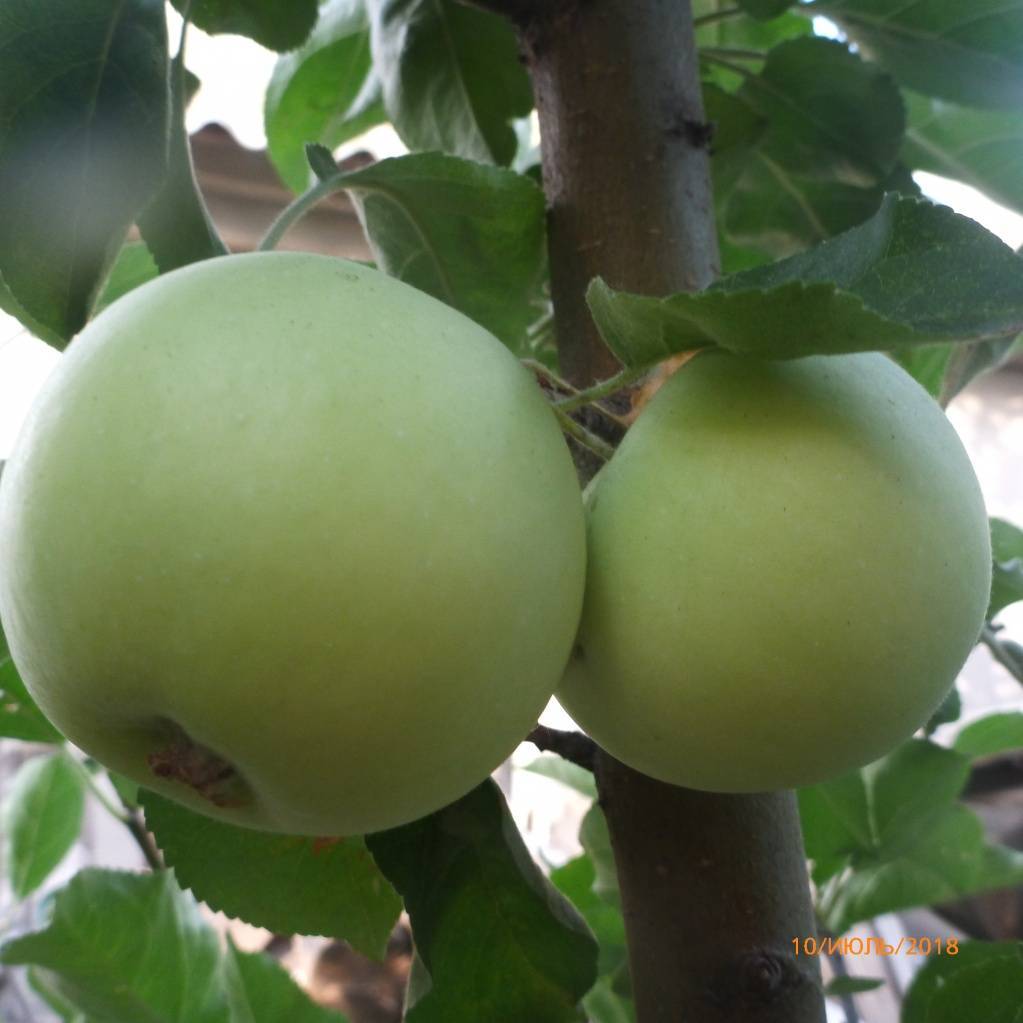 Белый налив и другие разновидности наливных яблок: советы по выращиванию