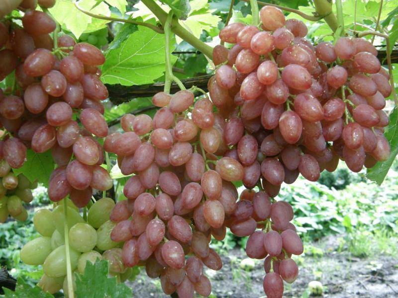 Виноград кишмиш 342 (венгерский кишмиш) — гордость садовода с мускатным ароматом