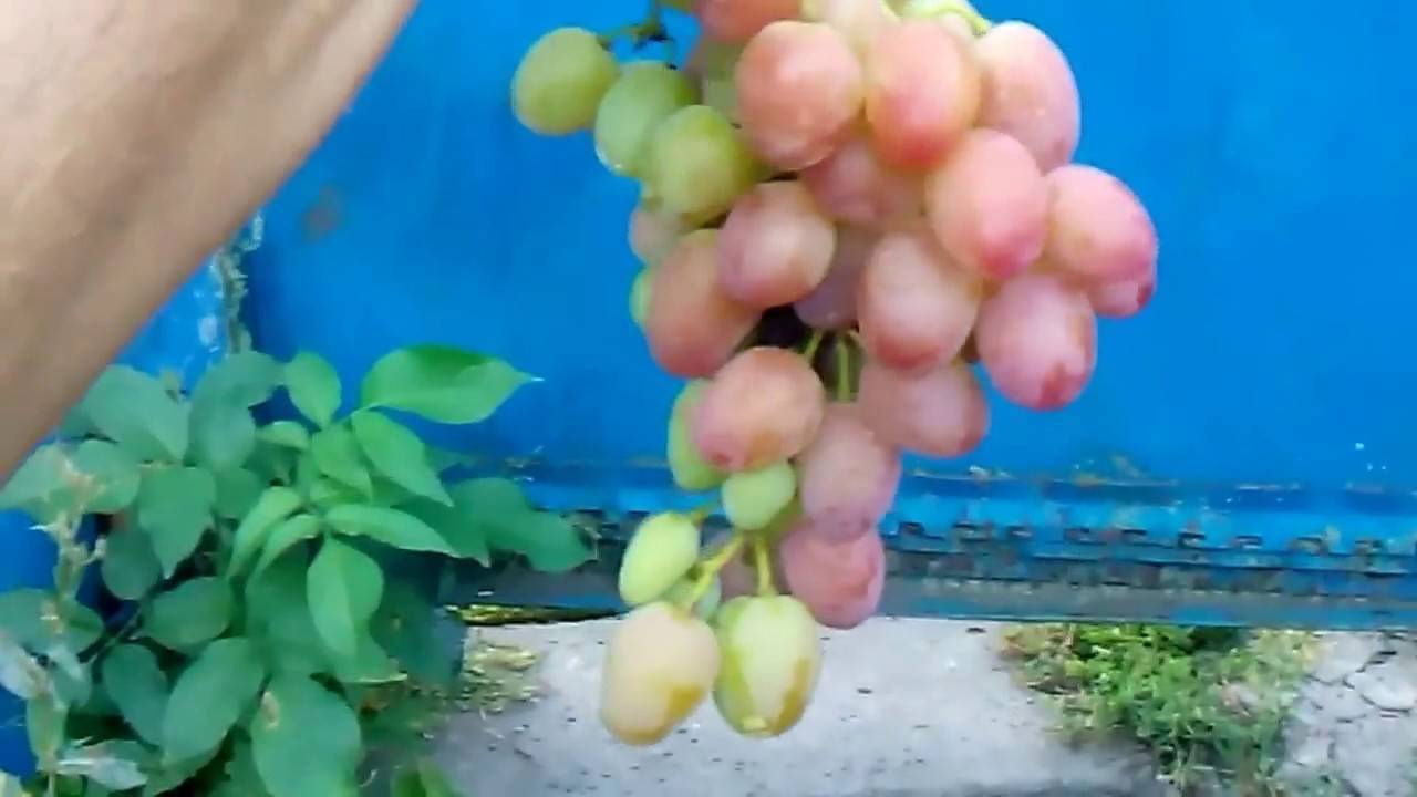 Виноград Водограй