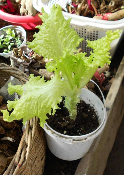 Растение салат: выращивание из семян в открытом грунте и в домашних условиях