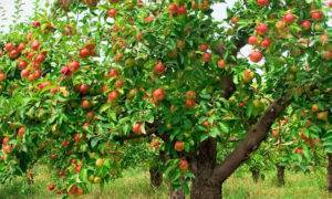 Сорта и выращивание яблони на карликовом подвое