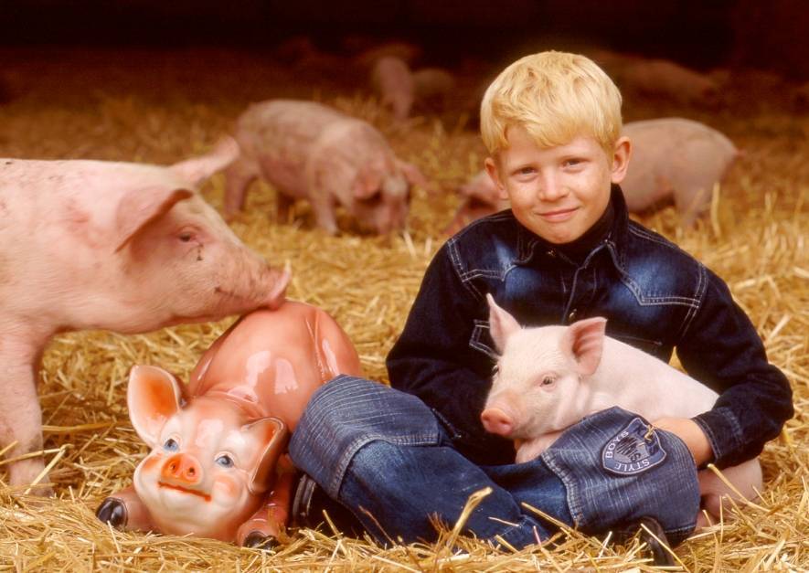 Свиноводство как бизнес: бизнес-план и рентабельность свиноводческой фермы