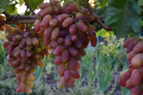 Виноград «преображение»: описание сорта, фото и отзывы