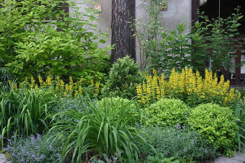 Тенелюбивые однолетние и многолетние растения для вашего сада: описание, фото