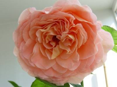 Роза абрахам дерби: описание сорта и 9 этапов посадки