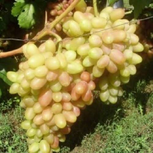 Виноград юбилей новочеркасска: особенности сорта и тонкости выращивания
