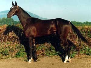 Ахалтекинская лошадь: масти, фото. разведение ахалтекинских лошадей
