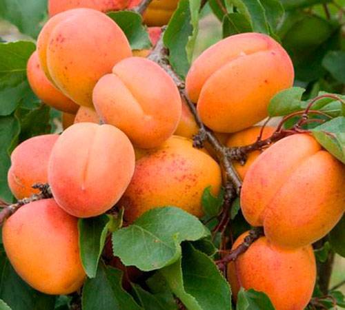 Лучшие сорта абрикоса с описание и фото