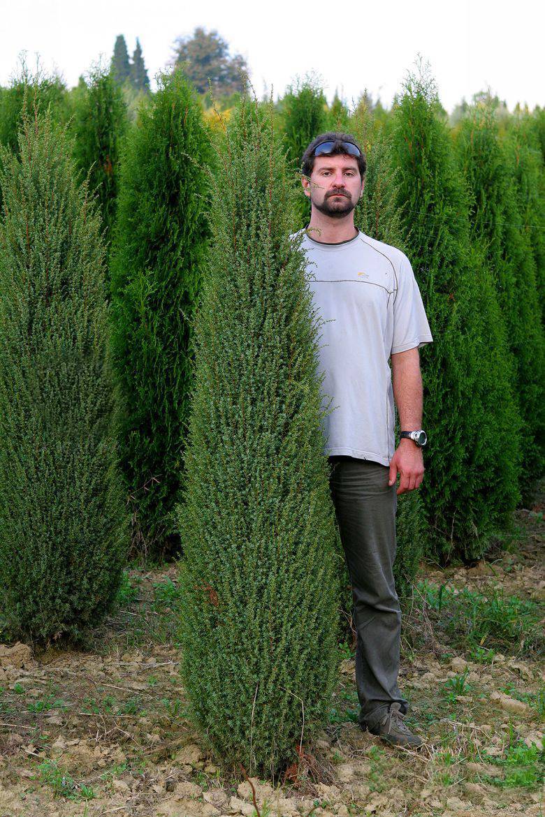 Можжевельник обыкновенный мейер (juniper communis meyer)