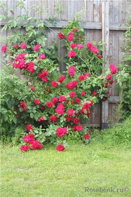 Описание и тонкости выращивания плетистой розы сорта лагуна