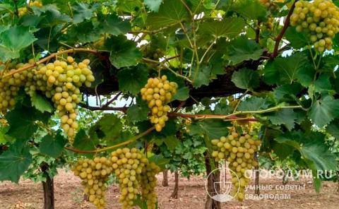 Виноград августин: описание сорта и советы по выращиванию