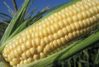 Кукуруза «бондюэль» консервированная: фото, калорийность, отзывы