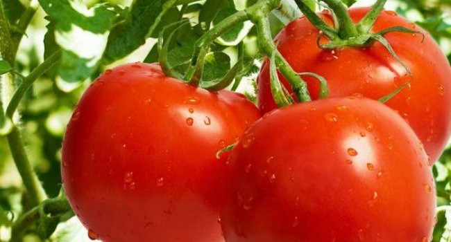 Сорта томатов, устойчивые к фитофторе, для теплицы из поликарбоната