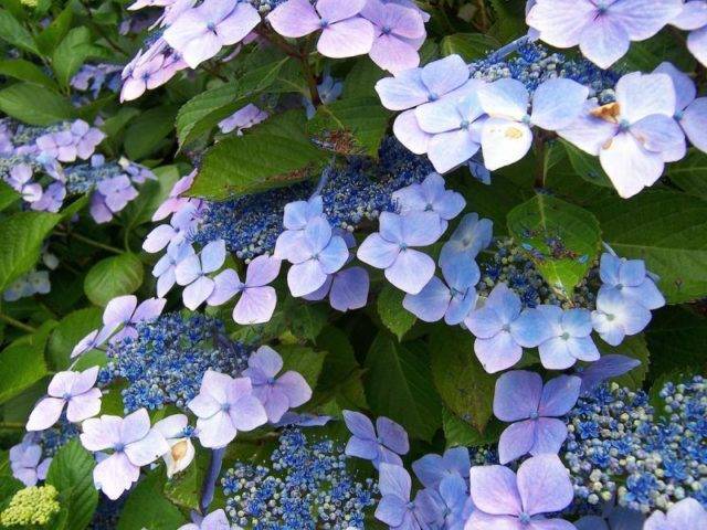 Яркая гортензия, меняющая цвет. как сделать растение голубым или розовым?