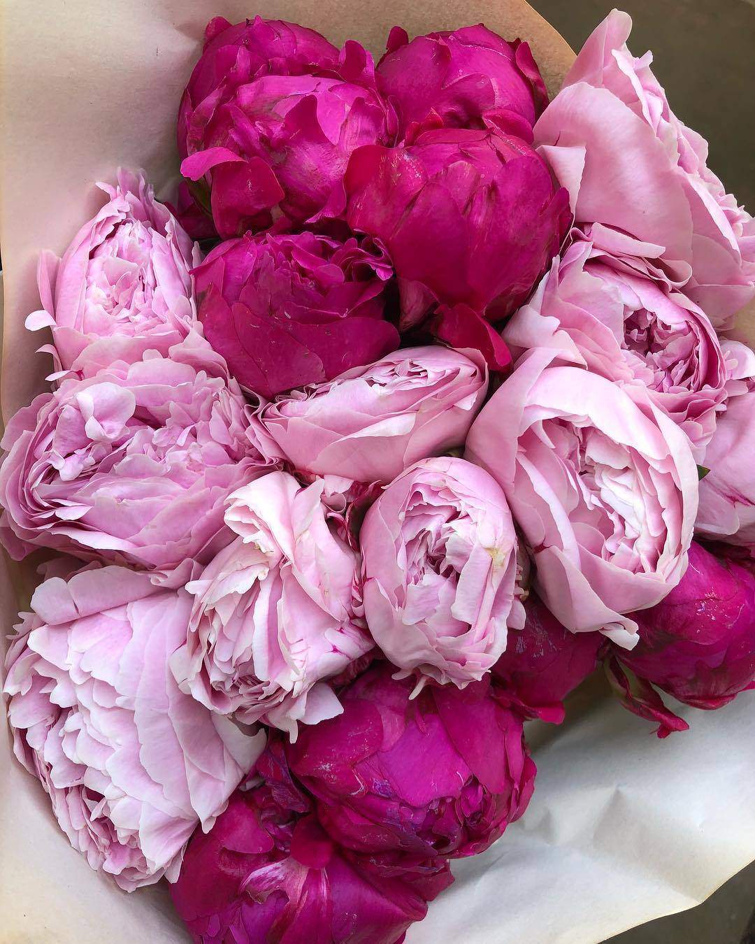Пионы розовые: фото, лучшие сорта с названиями и описанием
