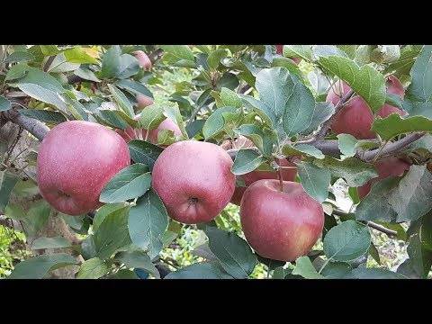 Описание сорта яблоня старкримсон