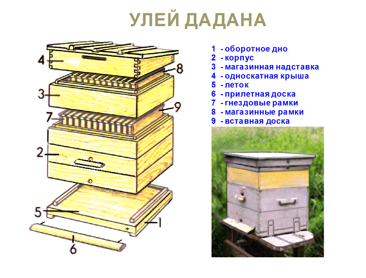 Популярные виды ульев для пчел