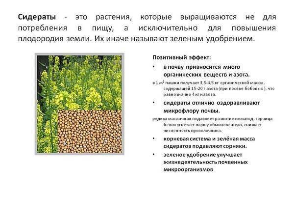 Растение широкого применения — масличная редька. как выращивается и для чего используется?