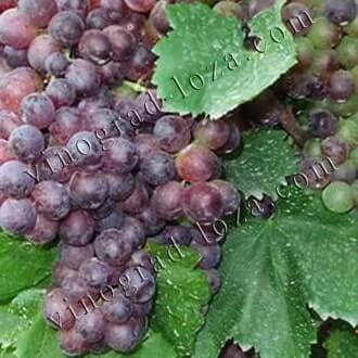 «кишмиш 342» — бессемянный гибридный сорт винограда венгерской селекции