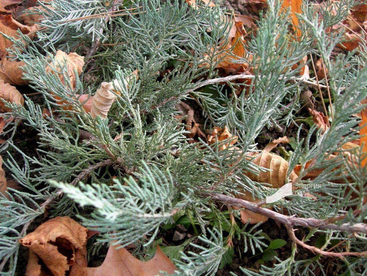 Можжевельник средний минт джулеп (juniperus media mint julep)