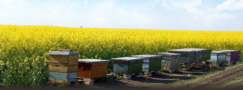 Стоит ли рассматривать пчеловодство как выгодный бизнес