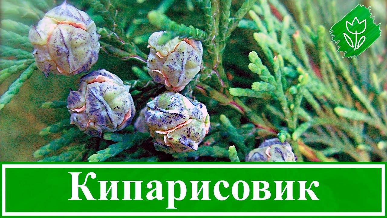 Кипарисовик лавсона ивонне: описание растения, особенности выращивания