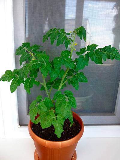 Выращивание томата пиноккио  на подоконнике дома и на балконе, описание этого карликового сорта помидоров, а также основные правила ухода за ним