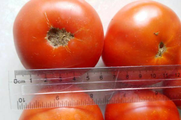 Ранний гибрид помидоров ирина: для салатов и консервации