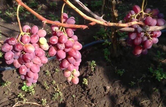 Сорт винограда селекционера н.в. крайнова «низина» — сладкий подарок к завершению лета