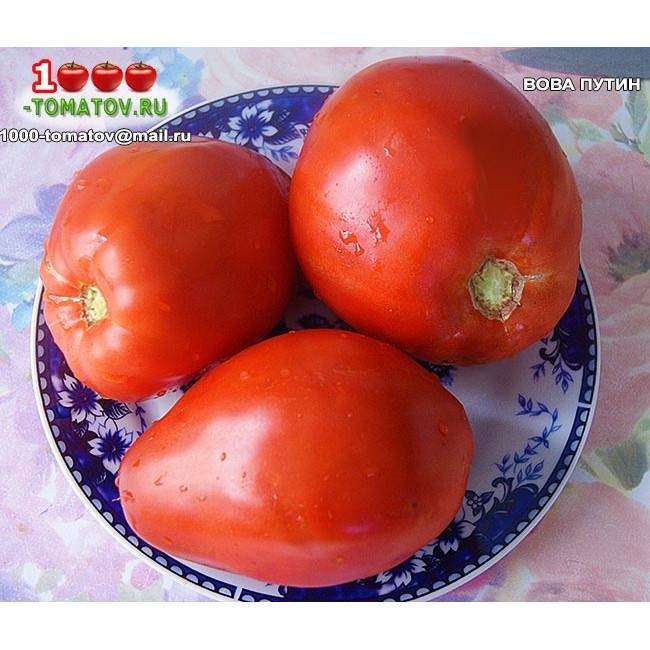 Описание сорта томата вова путин и его характеристики