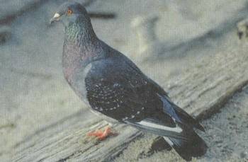 Сизые голуби: особенности вида и образ жизни птиц