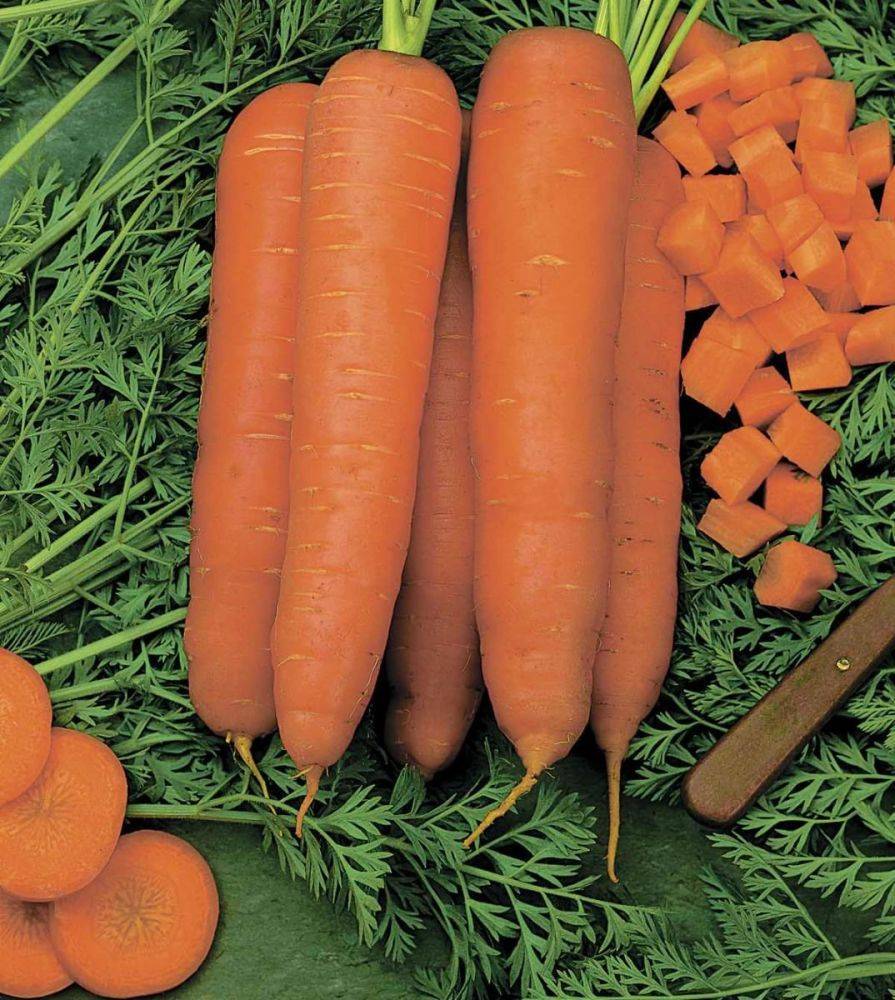 Исследование состава биологически активных веществ моркови сорта «абако», выращиваемой в краснодарском крае
