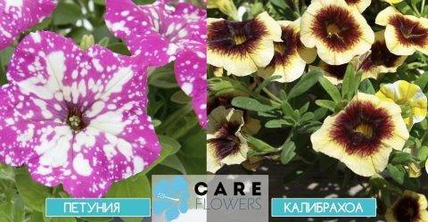 Калибрахоа: особенности, посадка и выращивание цветка