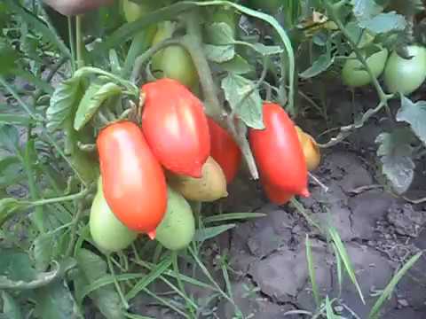 Характеристики томата касамори с отзывами садоводов