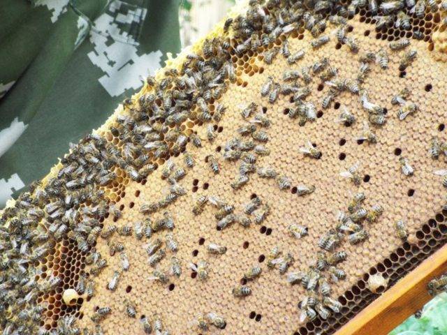 Аскосфероз у пчел: лечение и профилактика