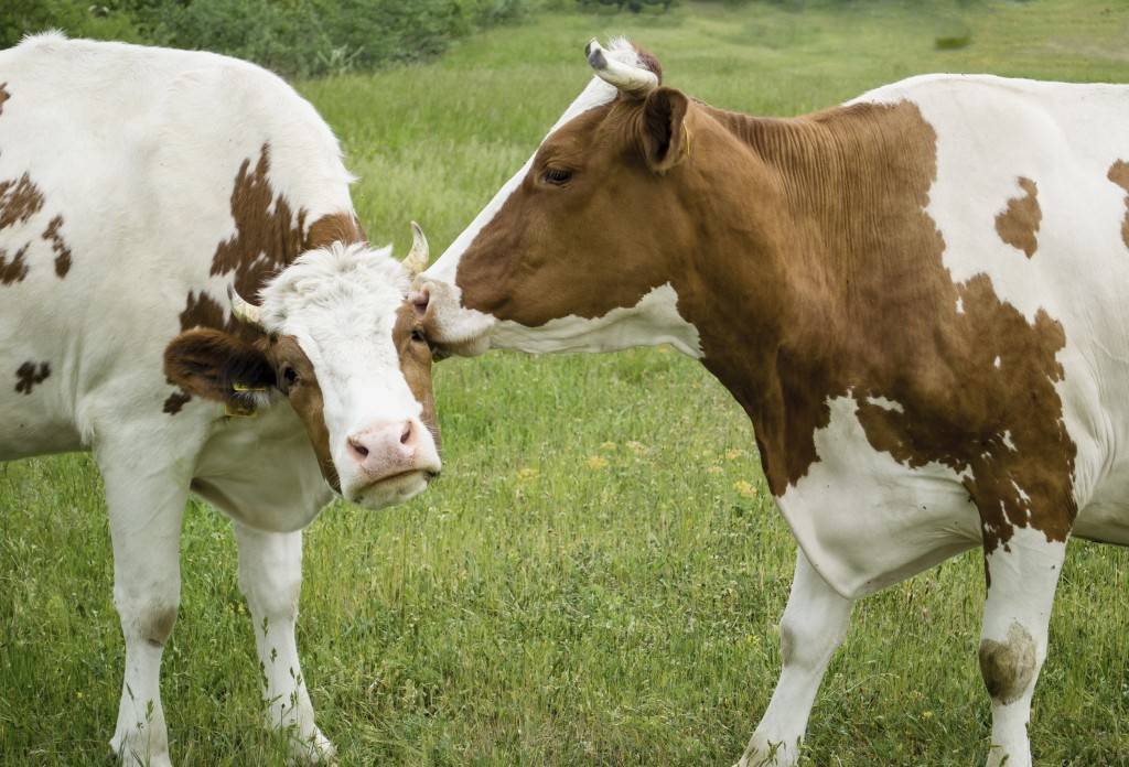 Как спариваются коровы