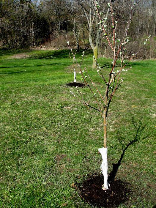 Посадка яблони весной в ленинградской области