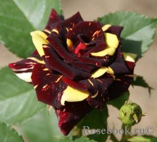 Выращивание чайно-гибридного сорта роз фокус покус из семян: посадка и уход