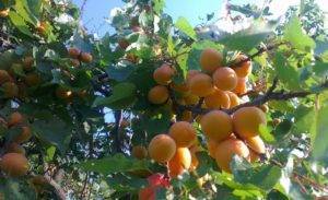 Особенности выращивания абрикоса сорта хабаровский и ухода за ним