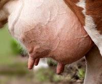 Мастит у коров: симптомы и лечение в домашних условиях 2020
