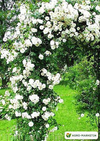 Плетистые розы: описание сортов, обрезка и подвязка - энциклопедия цветов