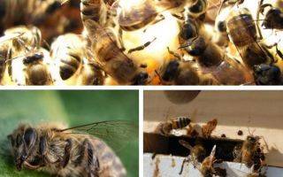 Пчеловодство как бизнес - с чего начать и как преуспеть?