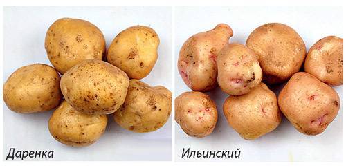 Сорт картофеля ильинский: описание и характеристика, отзывы