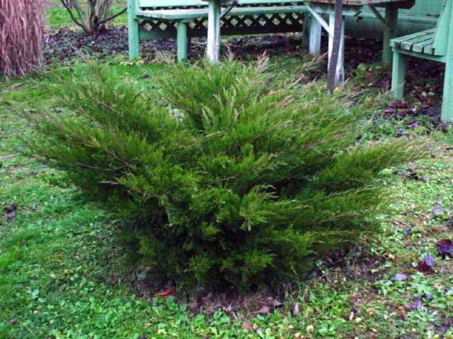 Можжевельник средний пфитцериана (juniperus x pfitzeriana или juniperus chinensis pfitzeriana)